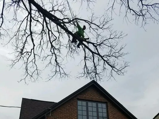 A1 Tree & Lawn Service Logo