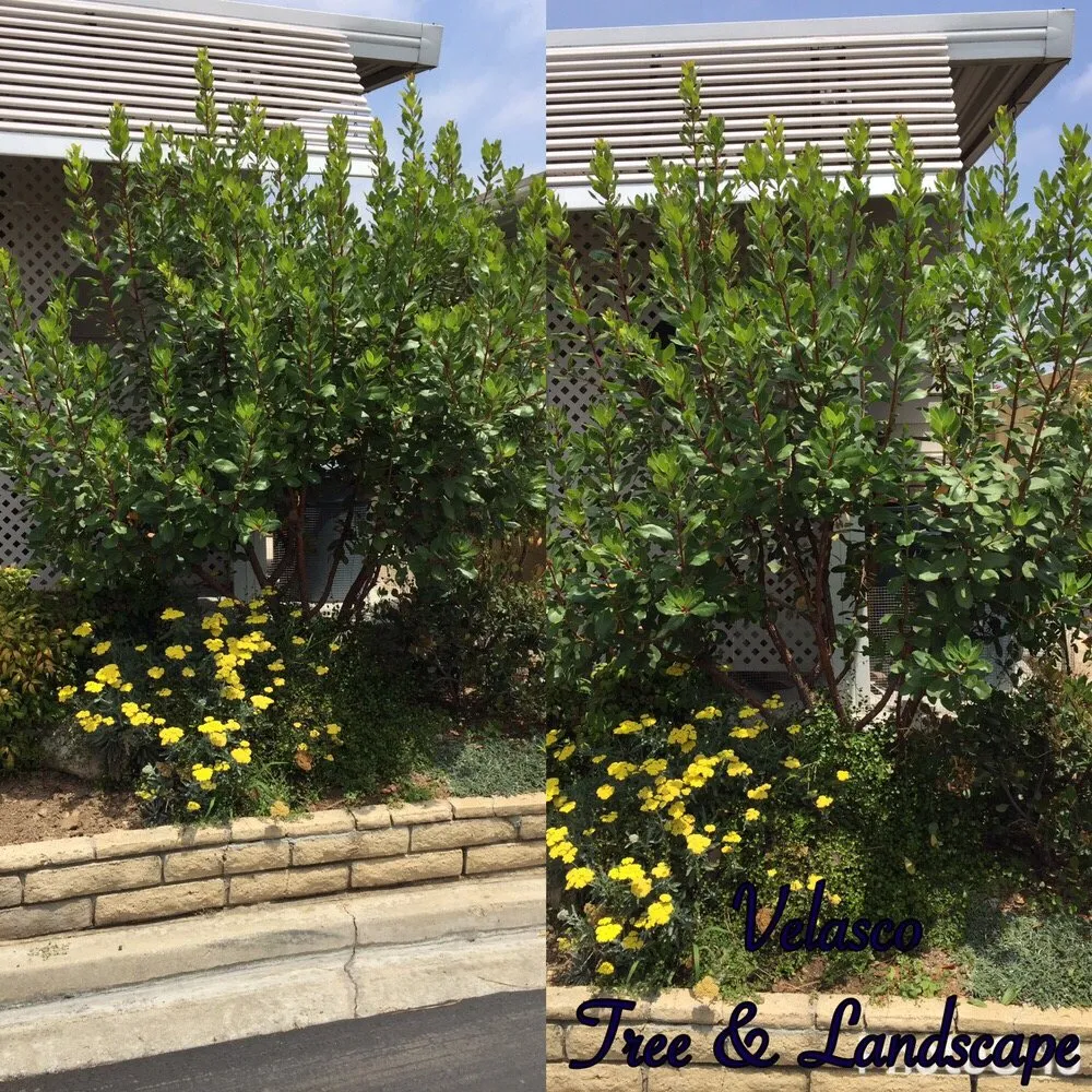 Top-rated residential landscaping in Pomona, CA by A1 Tree and Landscape