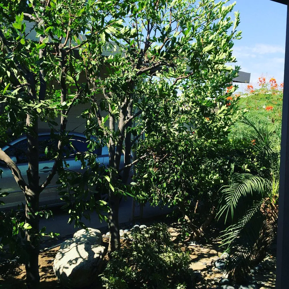 Custom lawn care service experts serving Pomona, CA - A1 Tree and Landscape