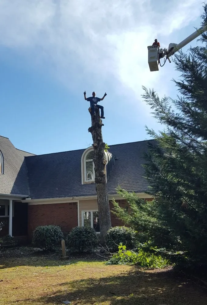 Reliable yard cleanup service experts serving Vinemont, AL - A1 Tree Service & Landscaping