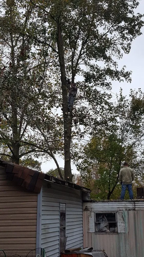 Local yard cleanup service experts serving Vinemont, AL - A1 Tree Service & Landscaping