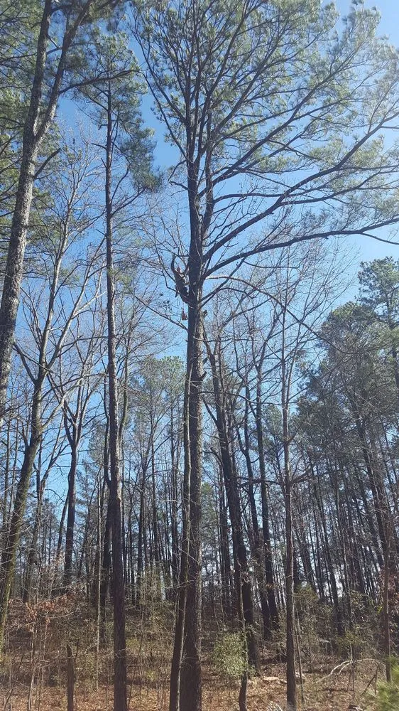 Expert landscape installation in Vinemont, AL - A1 Tree Service & Landscaping