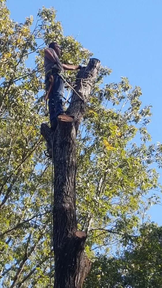 Top-rated lawn mowing service in Vinemont, AL by A1 Tree Service & Landscaping