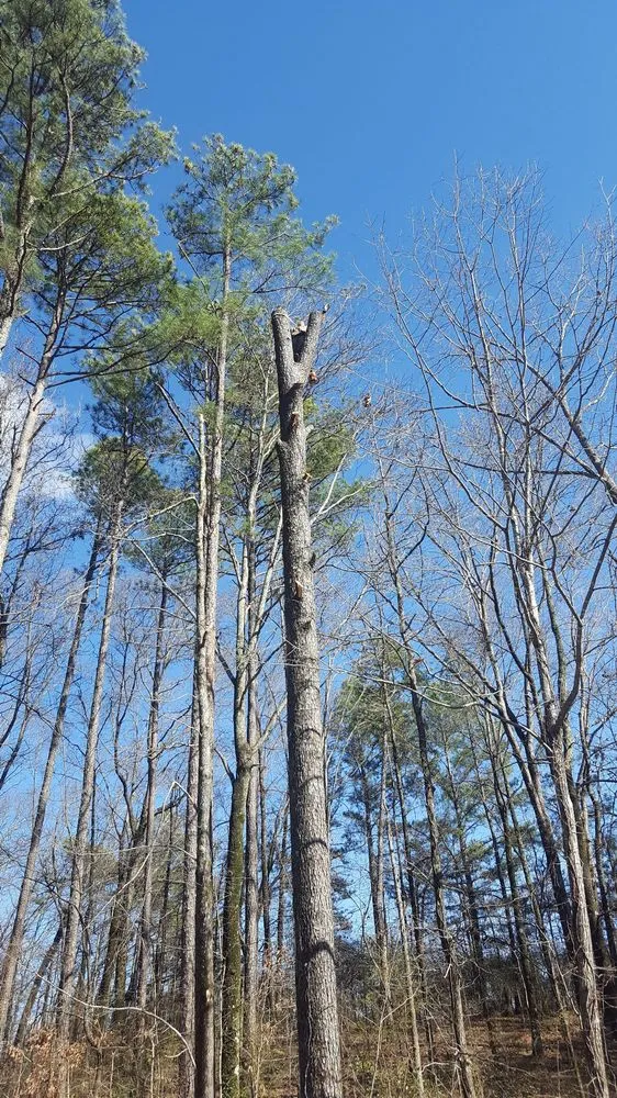 Reliable yard maintenance in Vinemont, AL - A1 Tree Service & Landscaping
