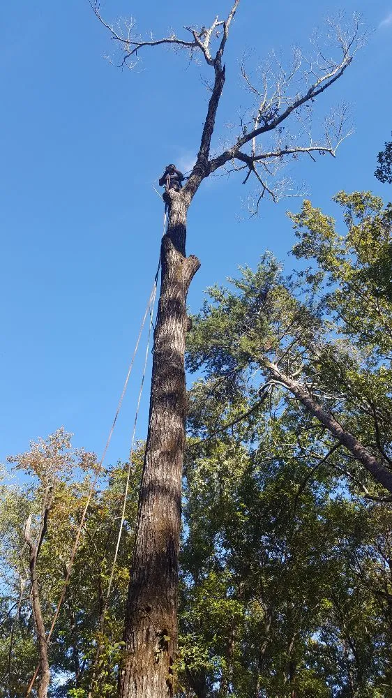 Professional garden landscaping for residential properties in Vinemont, AL by A1 Tree Service & Landscaping
