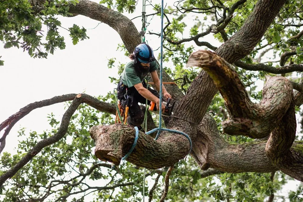 Top-rated residential landscaping in Chancellor, AL by A1 Tree Service