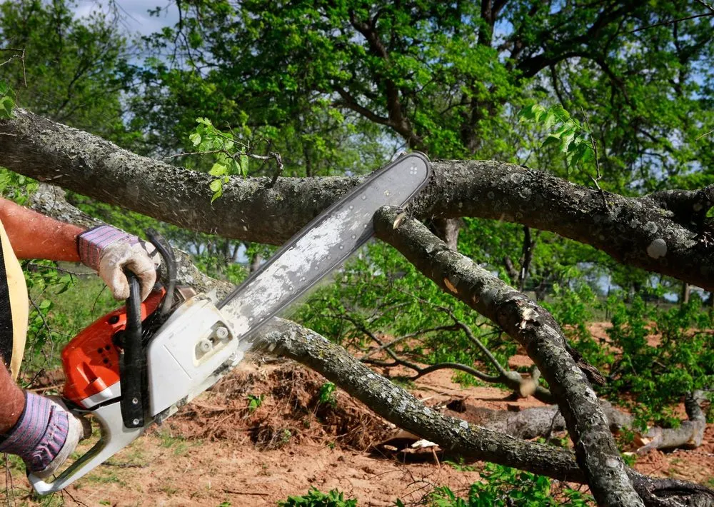 Expert lawn mowing service with custom design across Chancellor, AL - A1 Tree Service
