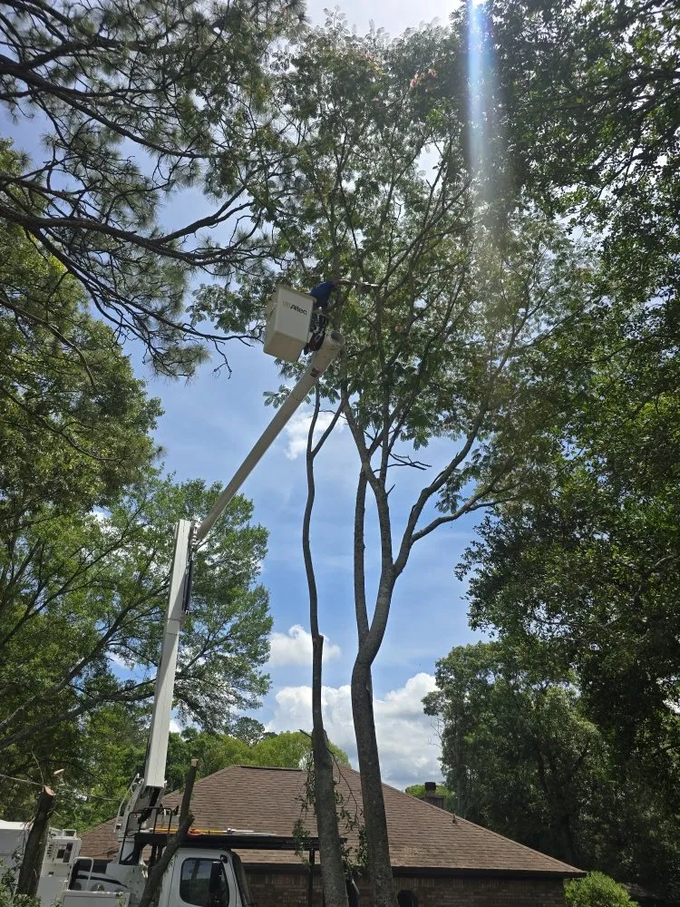 Reliable yard maintenance experts serving Chancellor, AL - A1 Tree Service