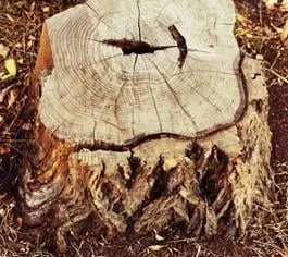 Custom landscape design for beautiful yards across Salisbury, MA - A1 Tree Works & Landscape