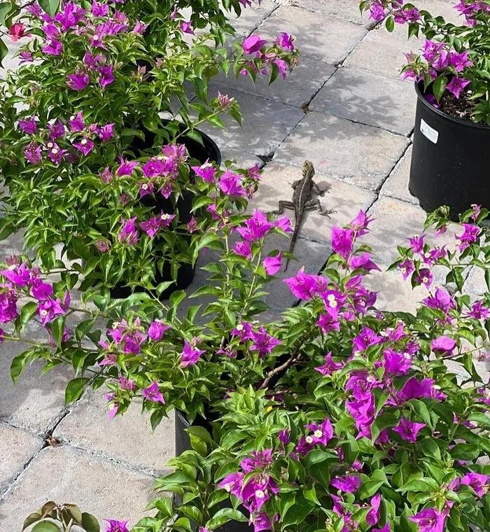 Custom landscape design in Homestead, FL by A1A Sod Sand & Soil