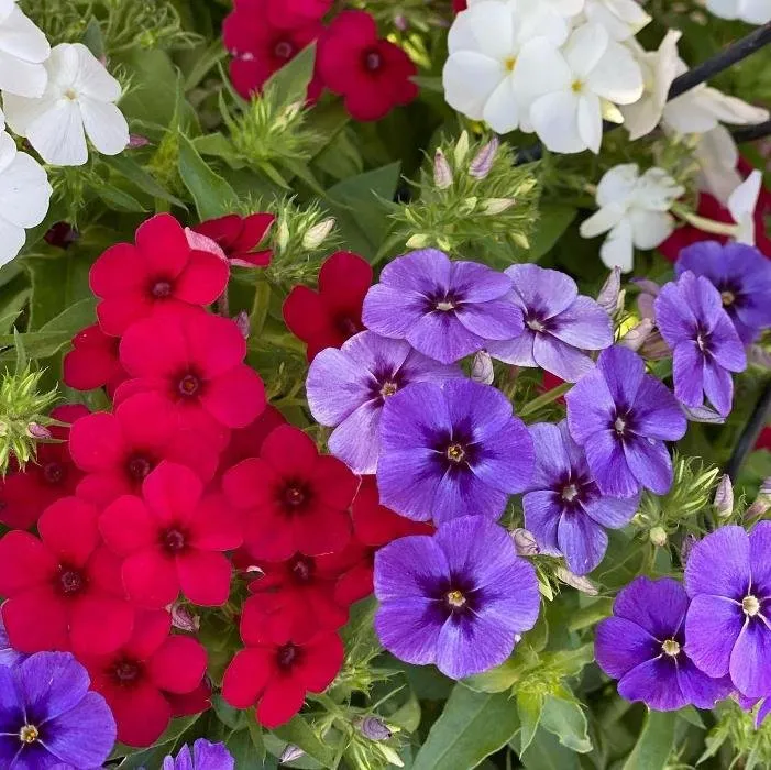 Custom yard cleanup service for homes in Homestead, FL by A1A Sod Sand & Soil