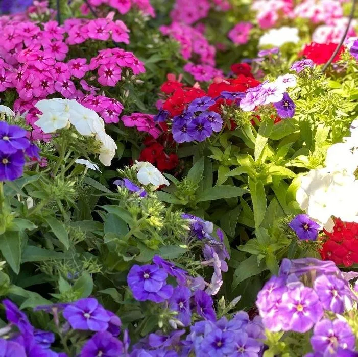 Trusted yard maintenance experts serving Homestead, FL - A1A Sod Sand & Soil