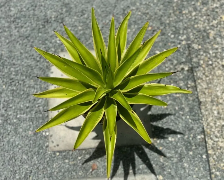 Local lawn care service in Homestead, FL - A1A Sod Sand & Soil