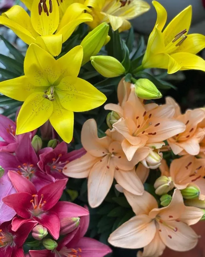 Expert landscaping services for residential properties across Homestead, FL - A1A Sod Sand & Soil