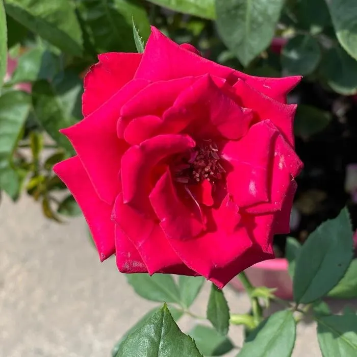 Professional garden landscaping with custom design in Homestead, FL by A1A Sod Sand & Soil