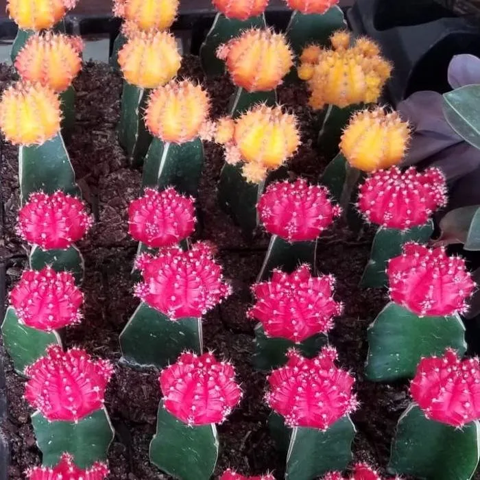 Expert lawn mowing service in Homestead, FL by A1A Sod Sand & Soil