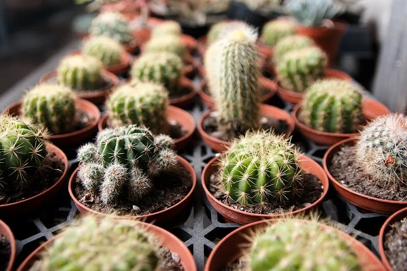 Local lawn care service experts serving Homestead, FL - A1A Sod Sand & Soil