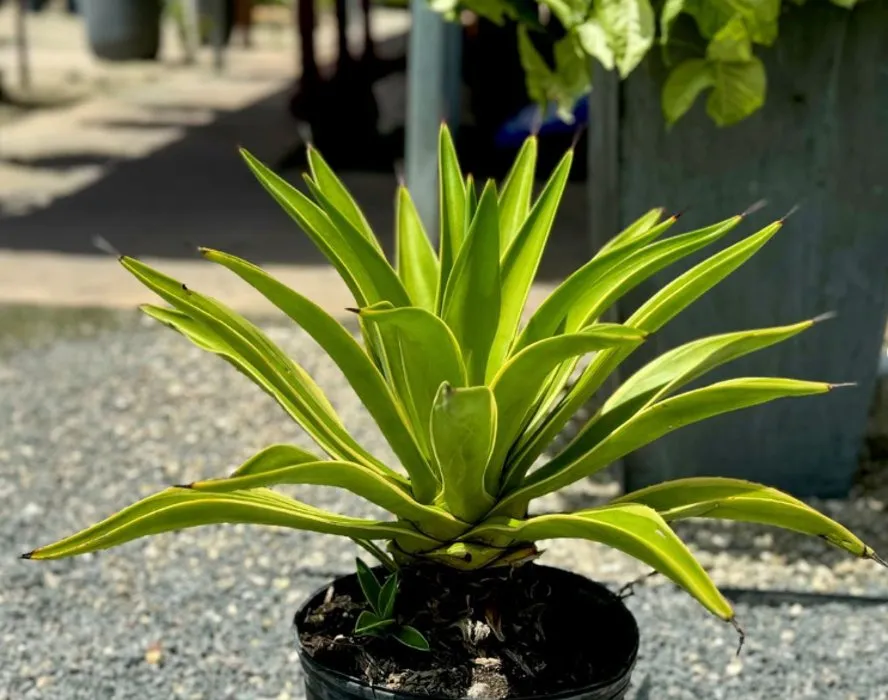 Reliable outdoor landscaping for outdoor upgrades across Homestead, FL - A1A Sod Sand & Soil