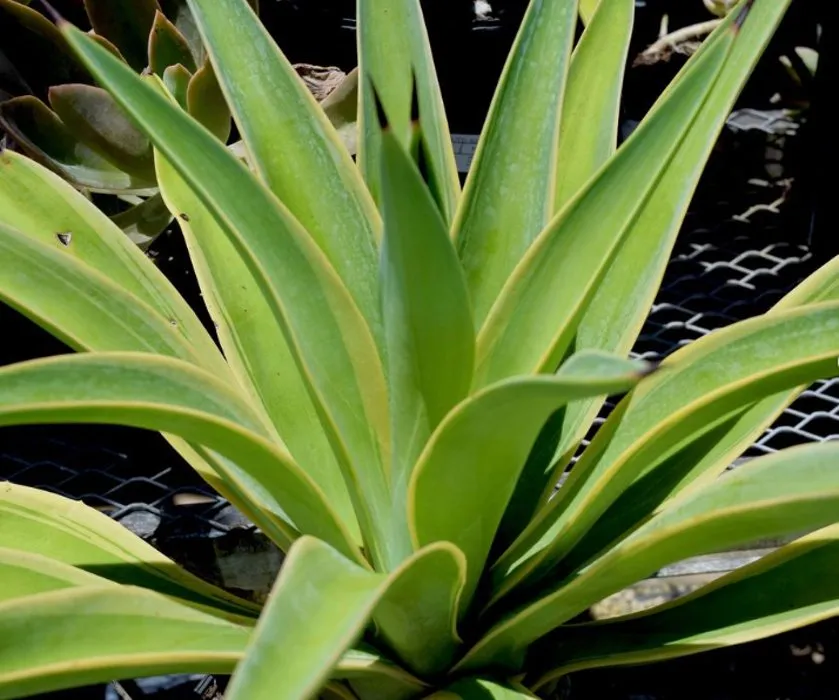 Local yard maintenance for residential properties across Homestead, FL - A1A Sod Sand & Soil