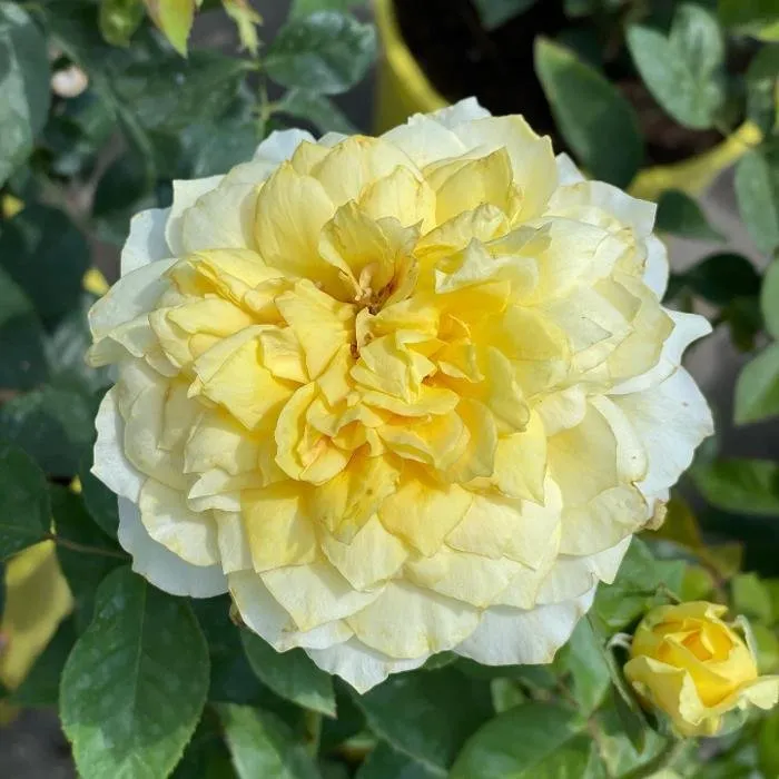 Local landscape installation with custom design in Homestead, FL by A1A Sod Sand & Soil