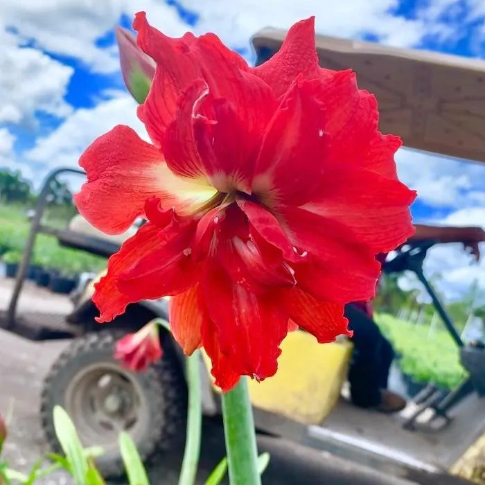 Top-rated outdoor landscaping with custom design across Homestead, FL - A1A Sod Sand & Soil