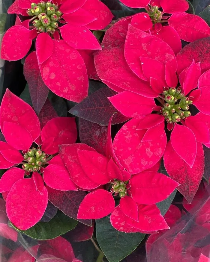 Custom outdoor landscaping in Homestead, FL - A1A Sod Sand & Soil