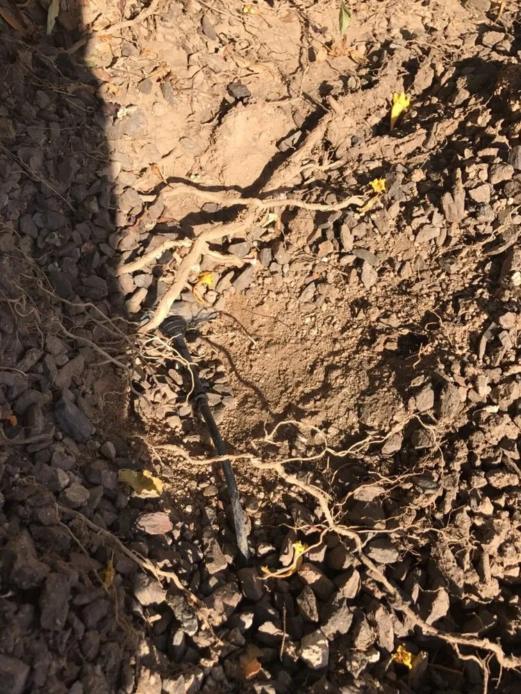 Expert landscape design for beautiful yards across Mesa, AZ - A2Z Handyman Services