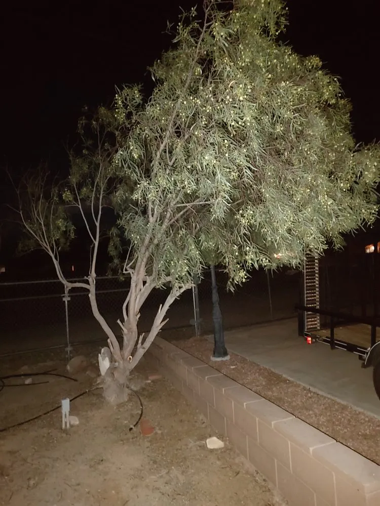 Expert yard maintenance for residential properties across Fort Mohave, AZ - A2Z Professional Yard and Tree Care