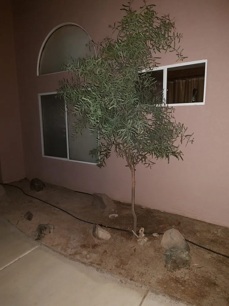 Expert lawn mowing service in Fort Mohave, AZ - A2Z Professional Yard and Tree Care