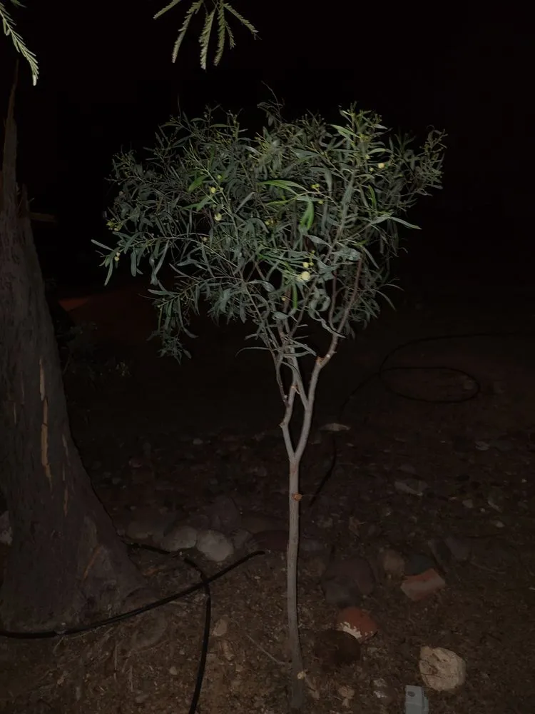 Trusted lawn mowing service in Fort Mohave, AZ by A2Z Professional Yard and Tree Care