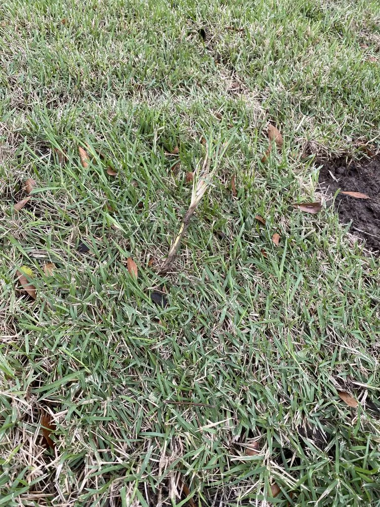 Local lawn mowing service near you across Tyler, TX - A3 Grass & Stone