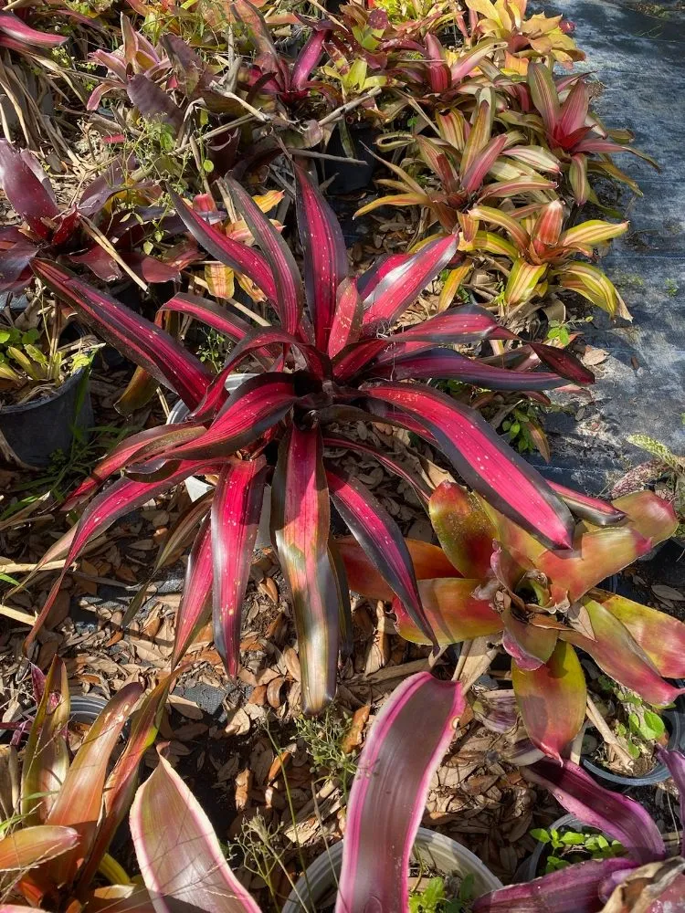 Trusted lawn care service in Tampa, FL by A3 Yard Doctor