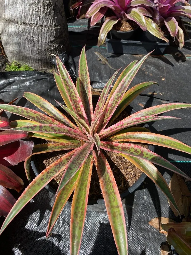 Expert yard maintenance experts serving Tampa, FL - A3 Yard Doctor