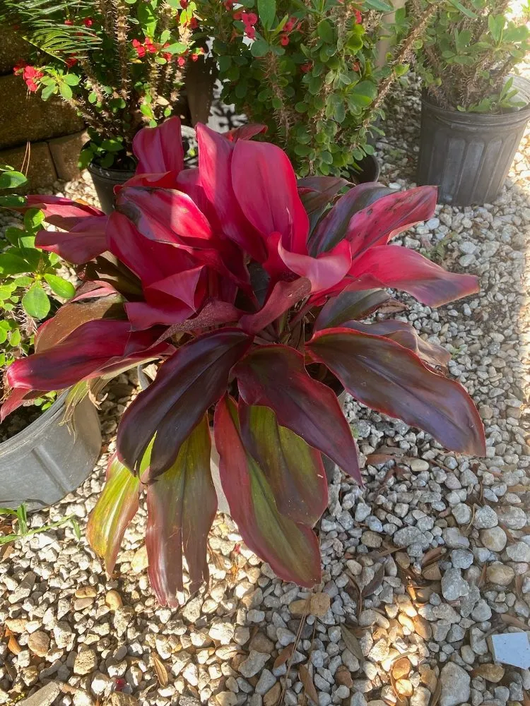 Affordable lawn mowing service for outdoor upgrades in Tampa, FL by A3 Yard Doctor