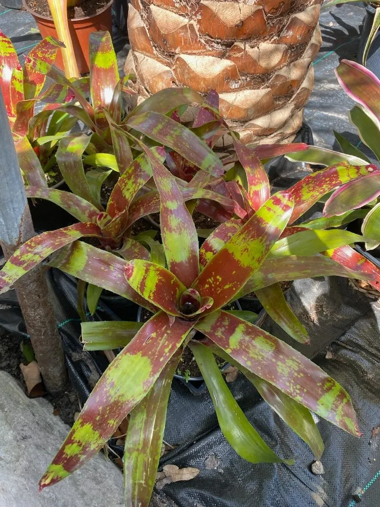 Professional landscape installation experts serving Tampa, FL - A3 Yard Doctor