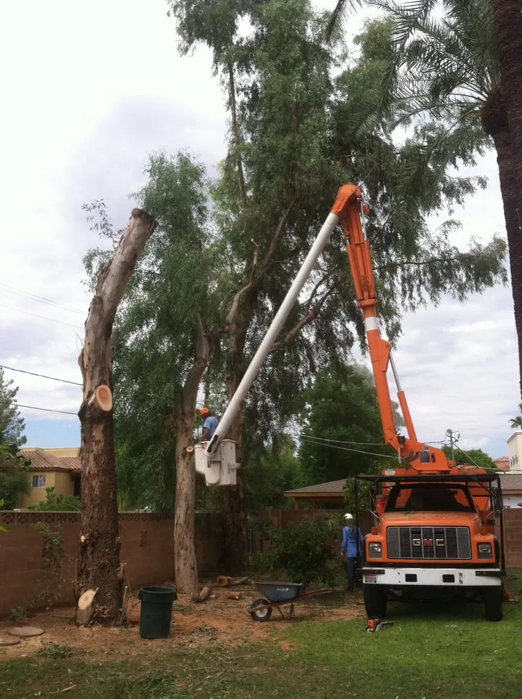Professional outdoor landscaping with custom design across Phoenix, AZ - AA Arrow Tree Service & Olive Spraying