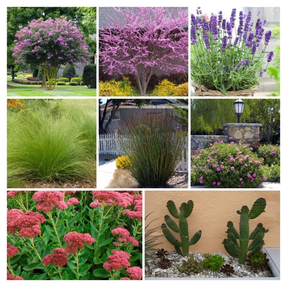 Affordable yard cleanup service for outdoor upgrades across Bakersfield, CA - AA Custom Garden Works