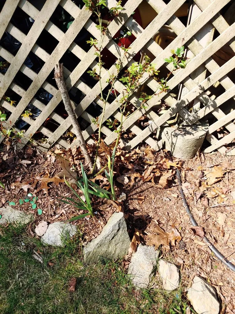 Professional lawn mowing service in Pepperell, MA - AA Landscape Concepts