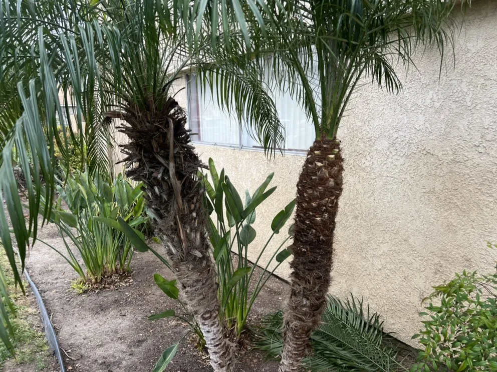 Custom lawn care service experts serving Perris, CA - AA Landscape