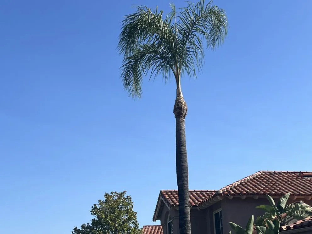 Reliable landscape installation in Perris, CA by AA Landscape