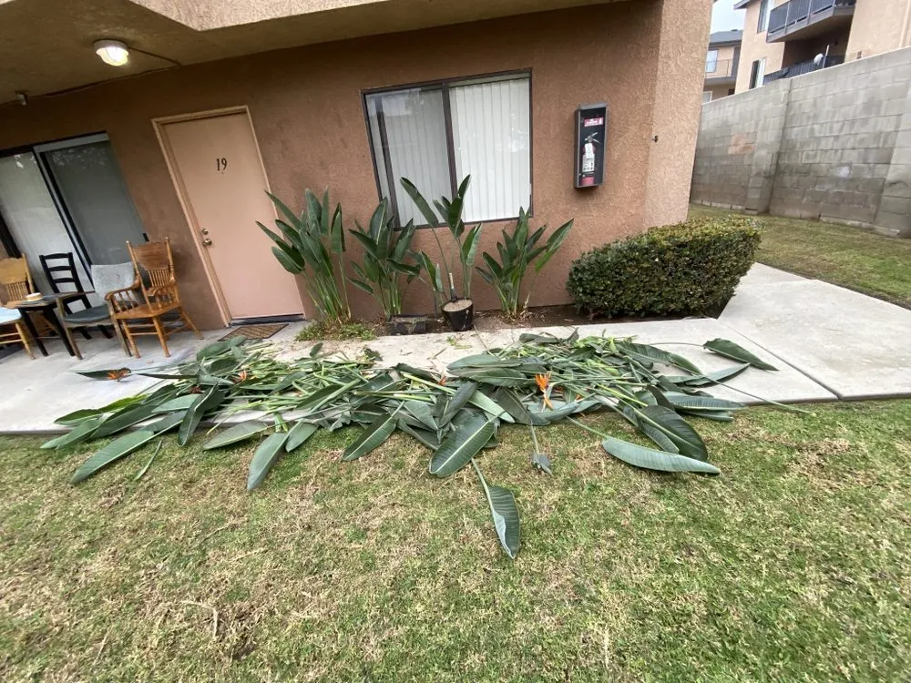 Affordable landscape design in Perris, CA - AA Landscape