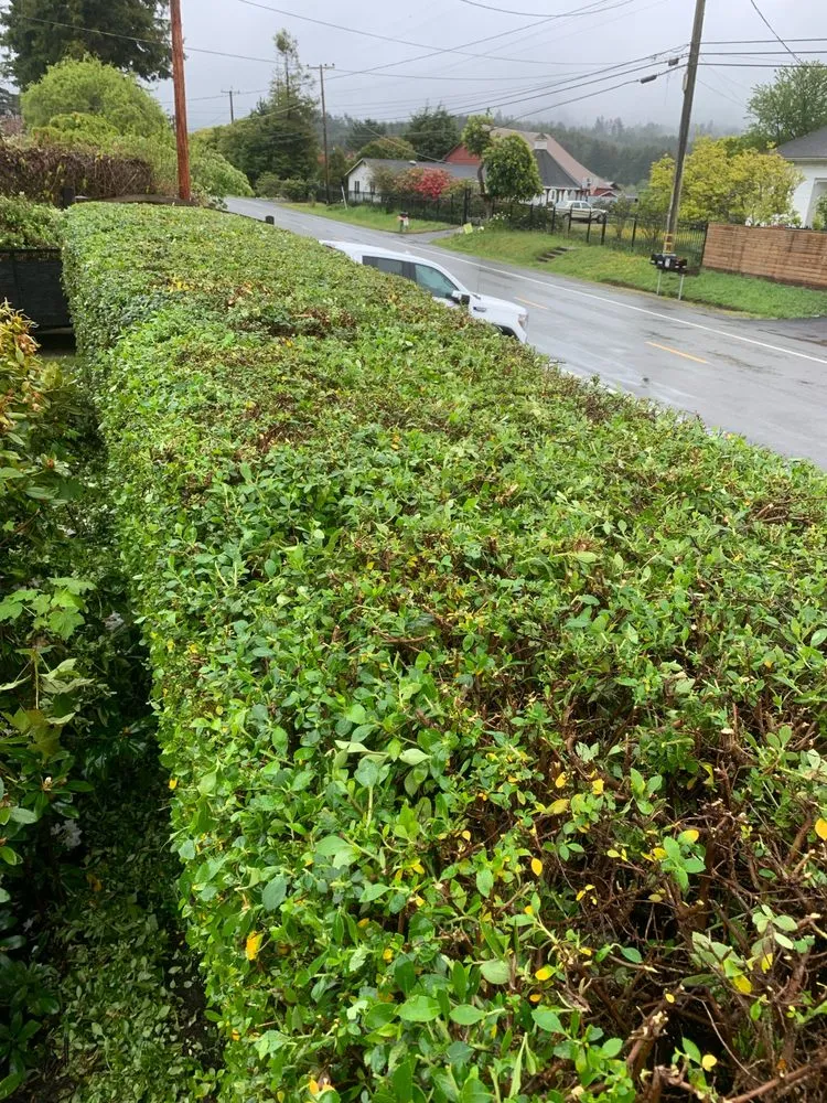 Affordable lawn care service for outdoor upgrades in McKinleyville, CA by A&A Landscaping