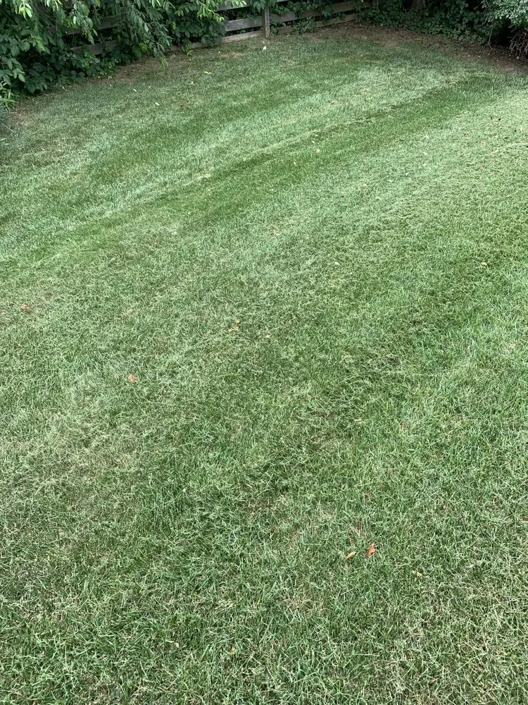 Affordable lawn mowing service in Winston-Salem, NC - A&A Lawn Care Service