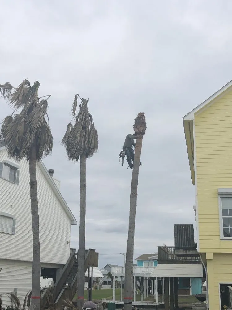 Top-rated yard maintenance for beautiful yards in Galveston, TX by A&A lawn service