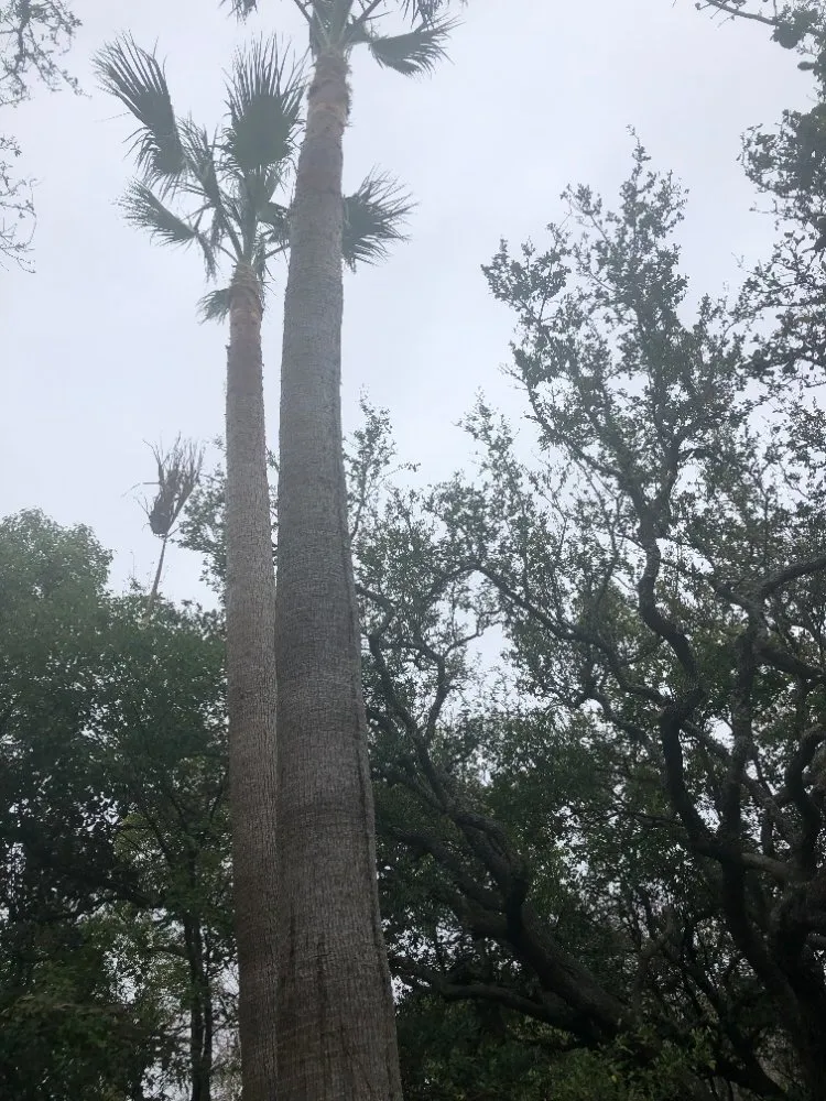 Affordable lawn care service for outdoor upgrades across Galveston, TX - A&A lawn service