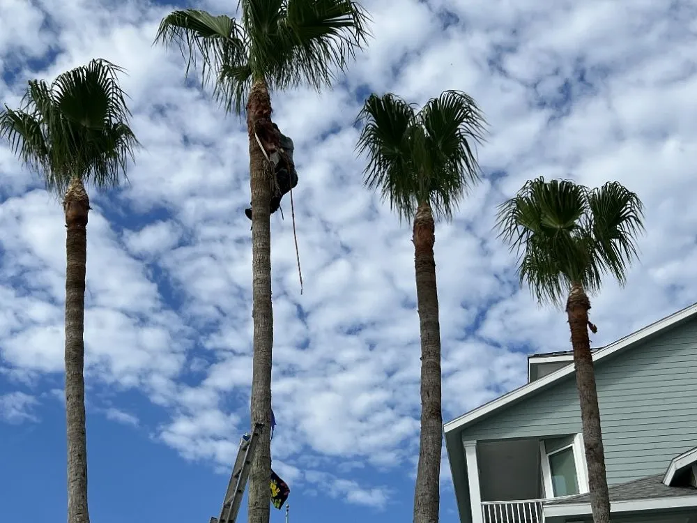 Local landscape installation in Galveston, TX - A&A lawn service