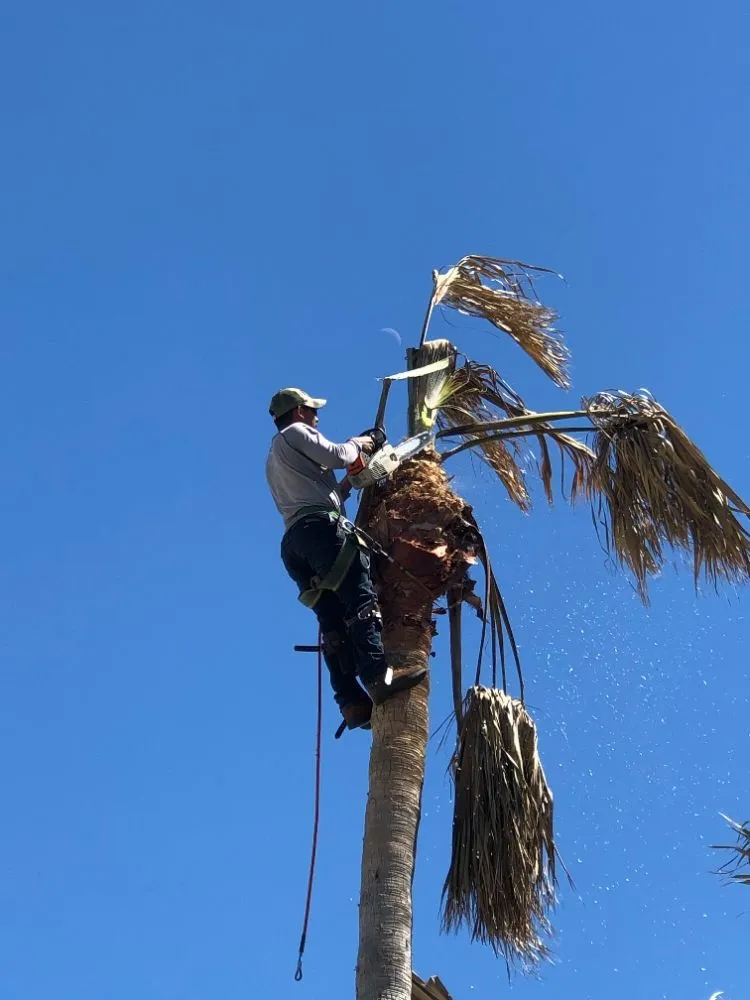 Professional yard cleanup service for year-round maintenance across Galveston, TX - A&A lawn service