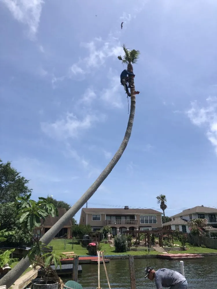 Professional yard cleanup service experts serving Galveston, TX - A&A lawn service