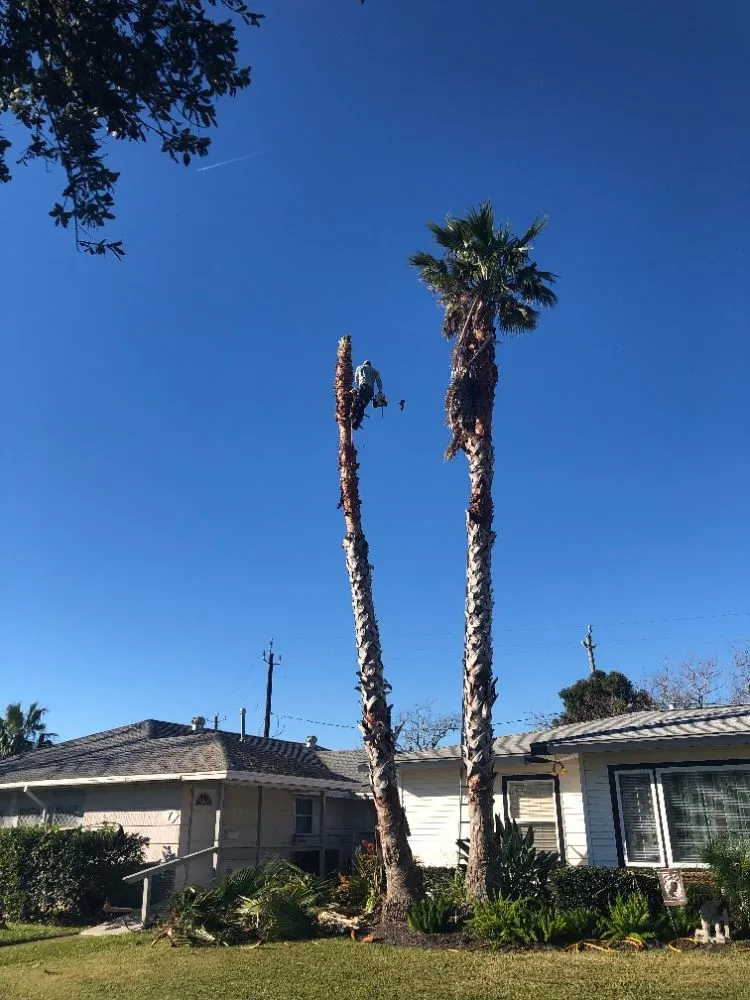 Top-rated landscaping services experts serving Galveston, TX - A&A lawn service