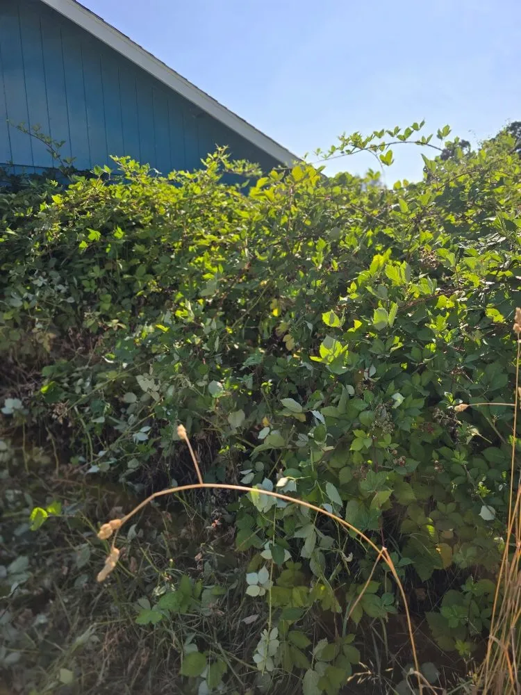 Reliable garden landscaping in Independence, OR - A&A Maintenance And Design